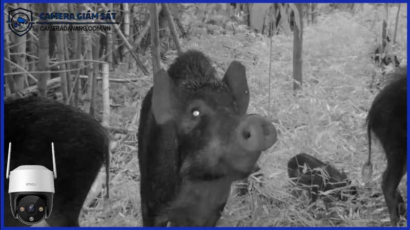 giam-sat-cac-khu-vuc-bao-ve-dong-vat-hoang-da-bang-camera-ipc-s21fep-1