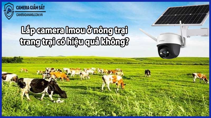 Lắp camera Imou ở nông trại, trang trại có hiệu quả không?