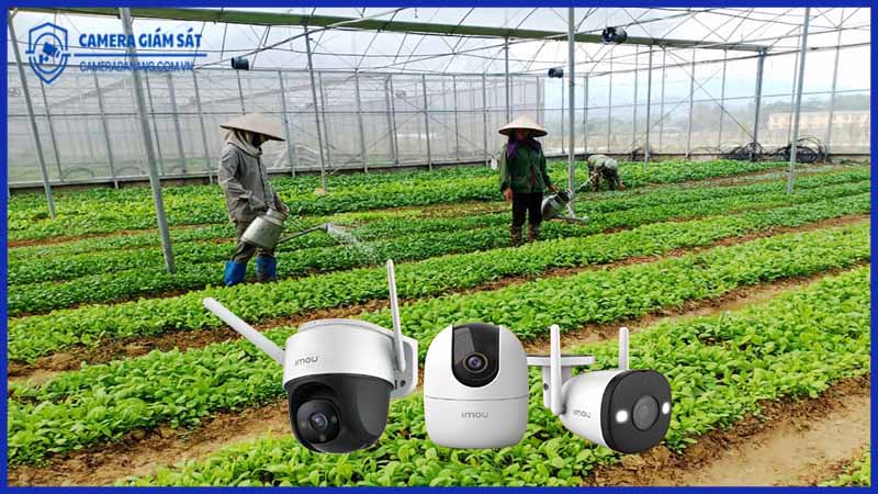 nong-trai-trong-rau-o-da-nang-chia-se-kinh-nghiem-lap-máy ảnh-imou-chong-trom